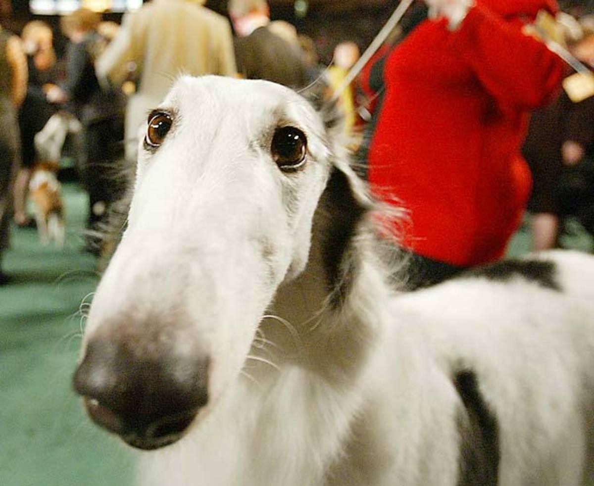 2004_DOG_SHOW.jpg